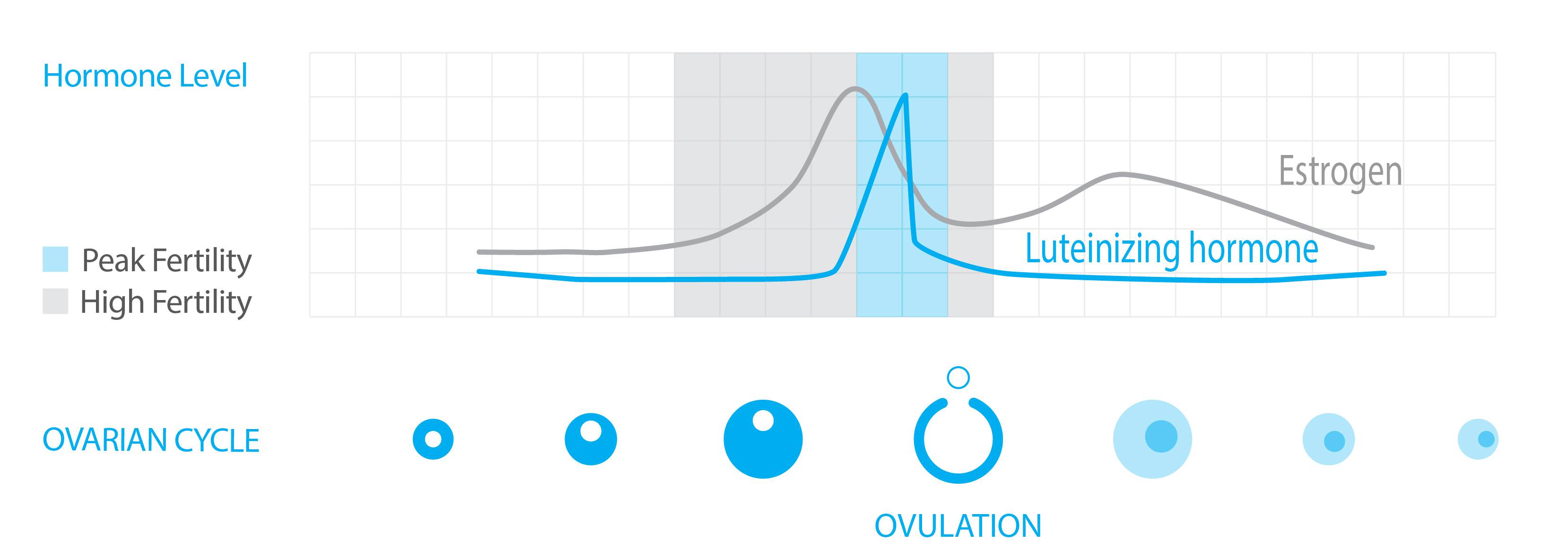 Your Body Hormones And Ovulation Day Your Body Hormones And Ovulation Day